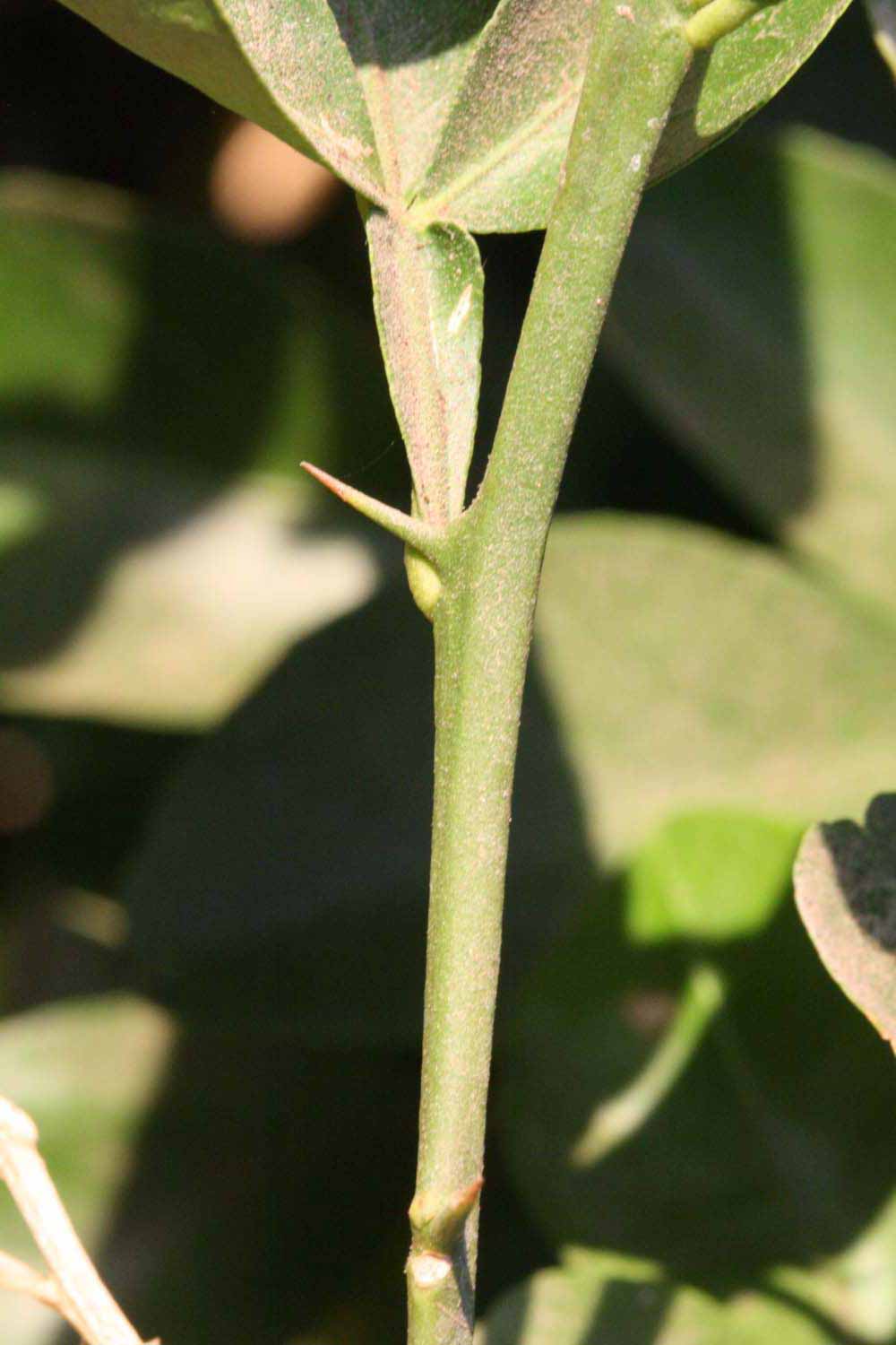              First year twig (Riverside, CA)       